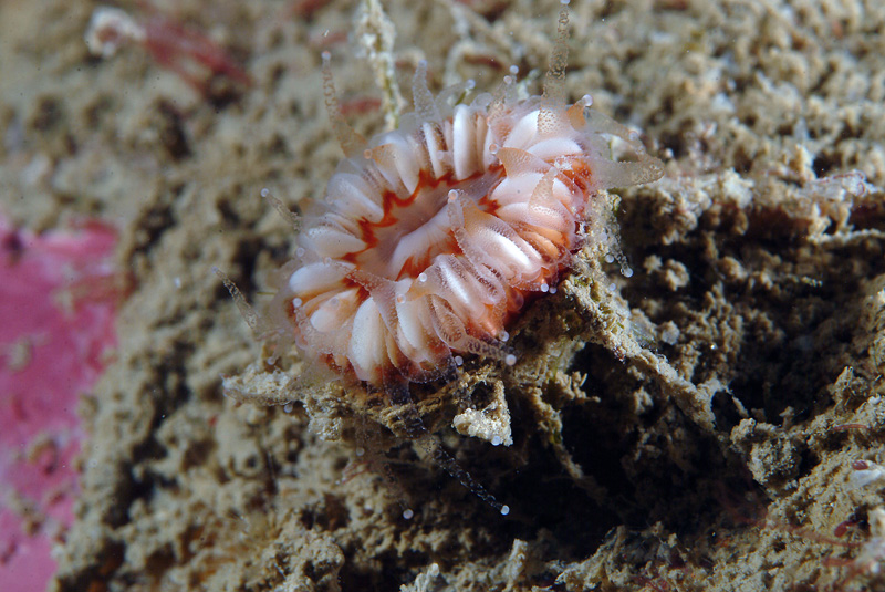 Caryophyllia (Caryophyllia) smithii